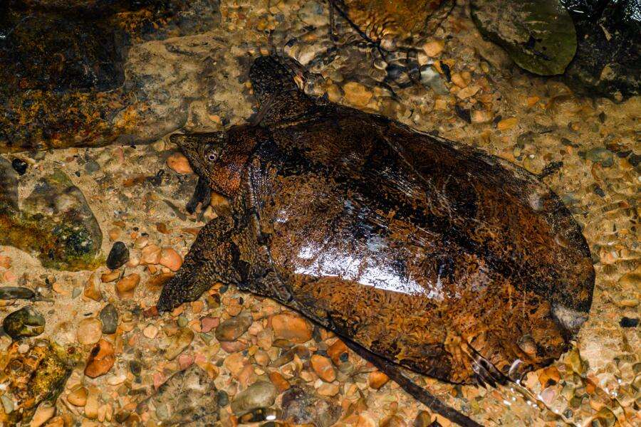 Image of Malayan Soft-shelled Turtle