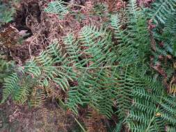 Image of Bracken