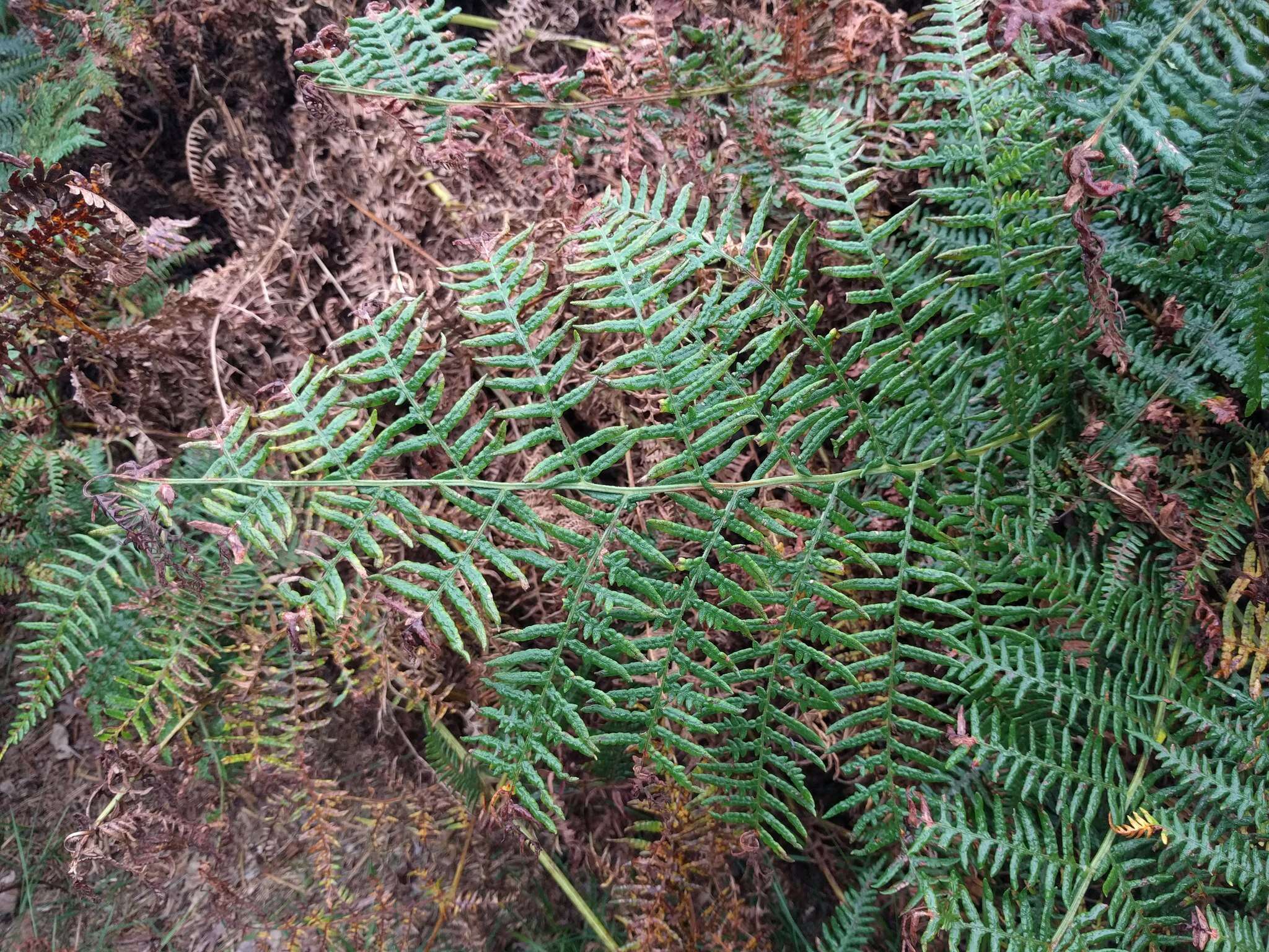 Image of Bracken