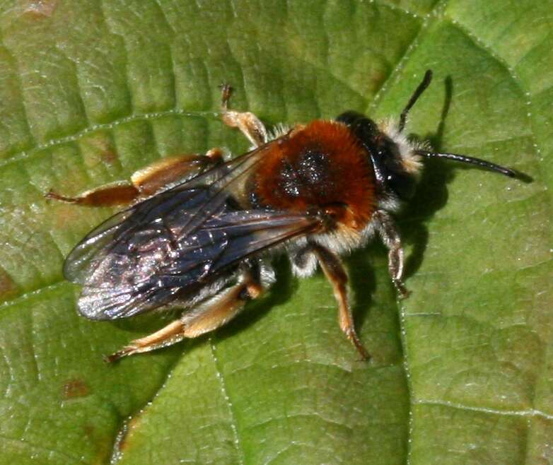 Image of early mining bee