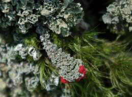 صورة Cladonia bellidiflora (Ach.) Schaer.