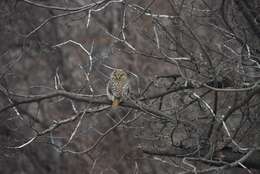 Image of Austral Pygmy Owl