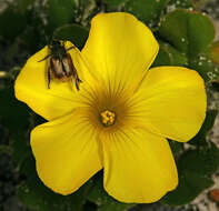 Image of Oxalis luteola Jacq.