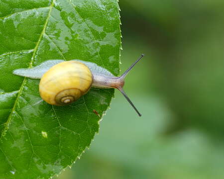 Image of White-lipped banded snail