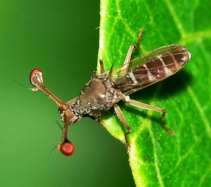 Image of stalk-eyed flies