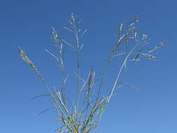 Image of Mexican lovegrass