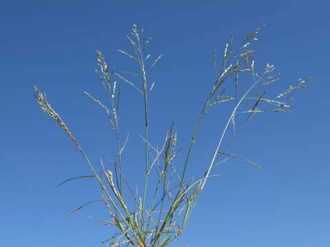 Image de Eragrostis mexicana (Hornem.) Link