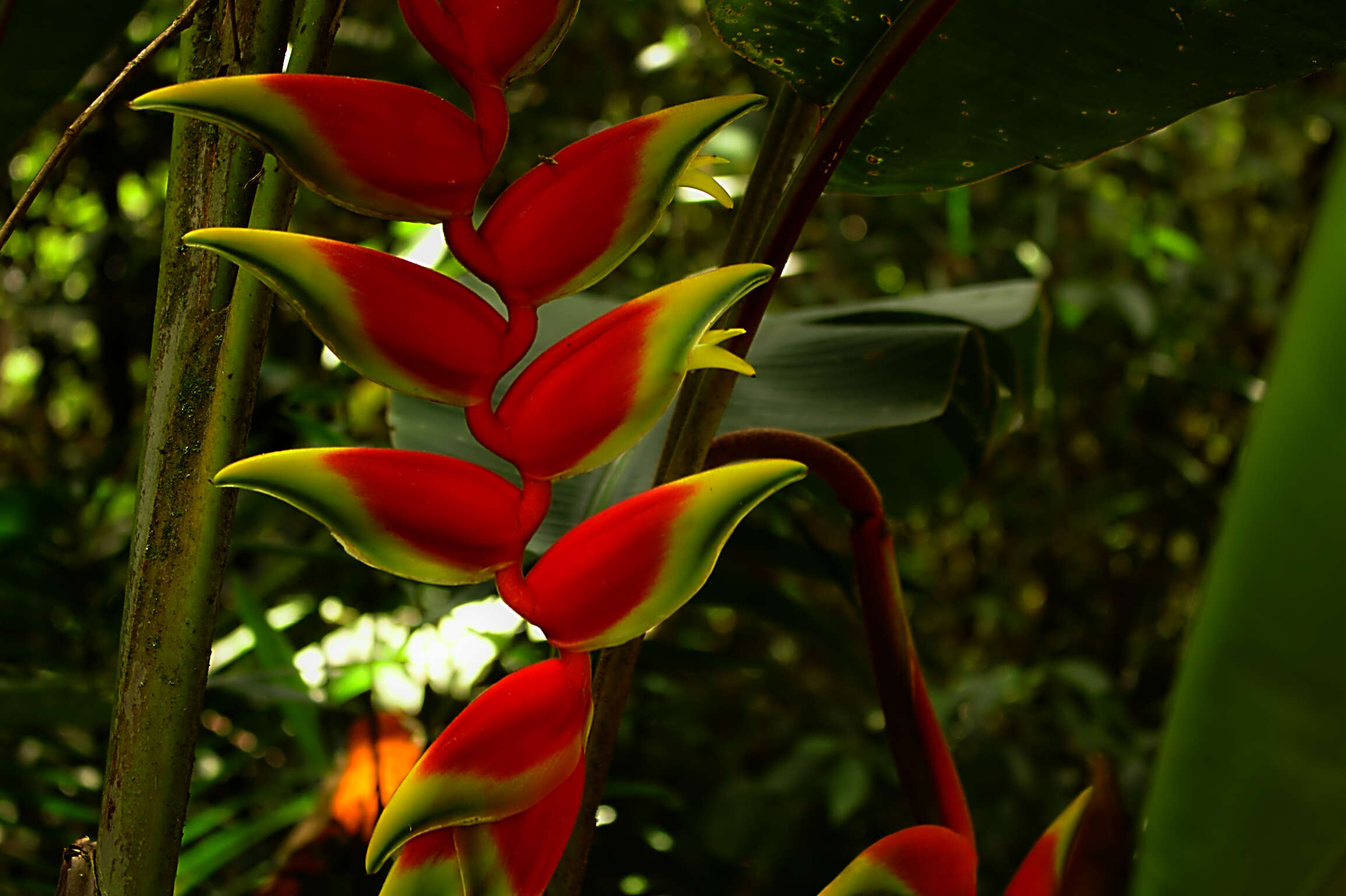 Image of lobster-claw family