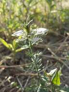 Nigella arvensis L. resmi