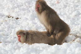 Image of Japanese Macaque