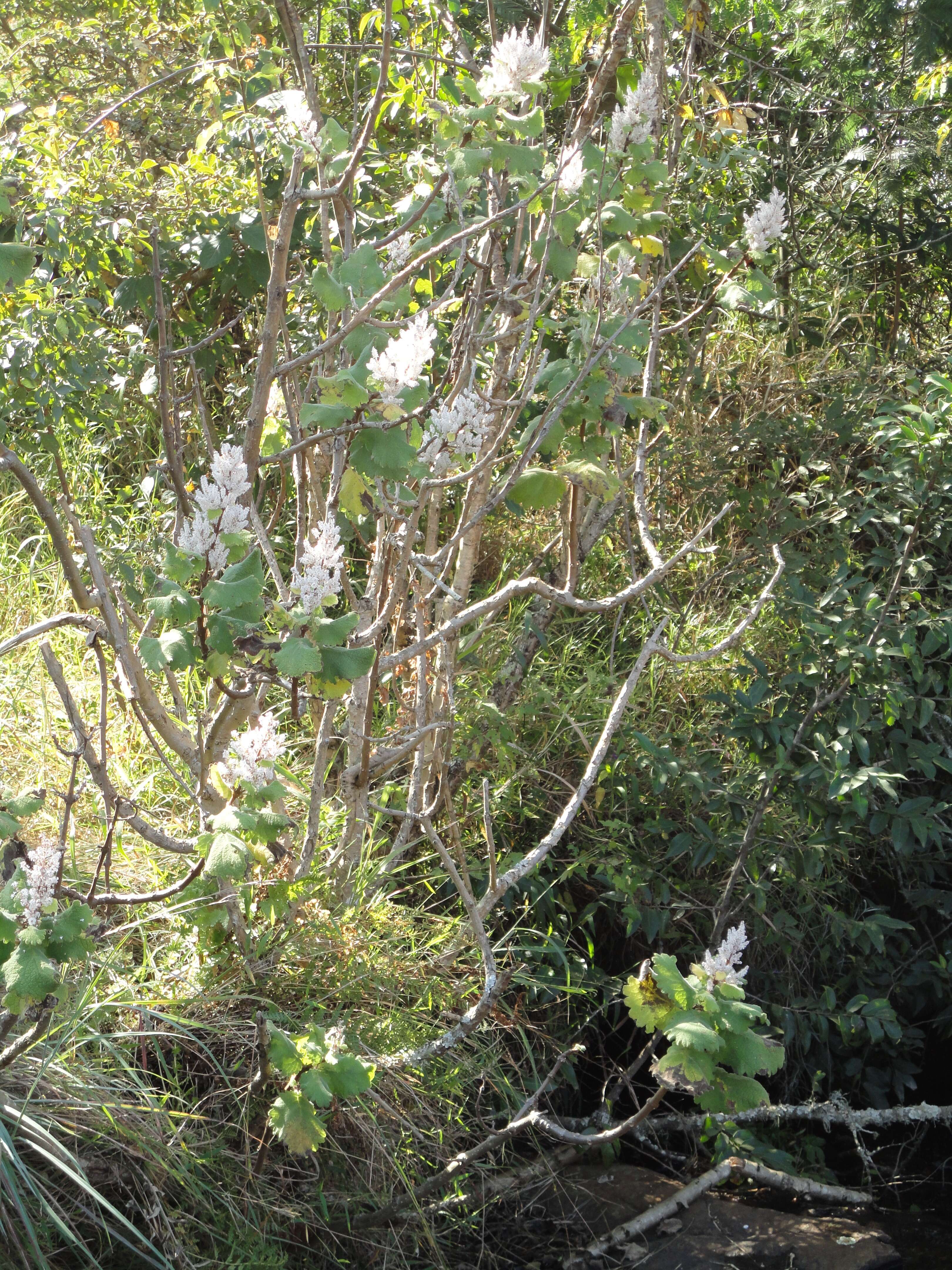 Image of Ginger Bush