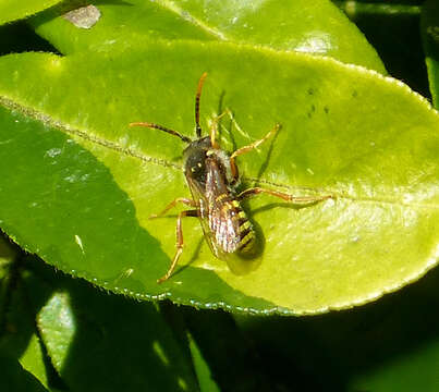 Image of Nomada goodeniana (Kirby 1802)