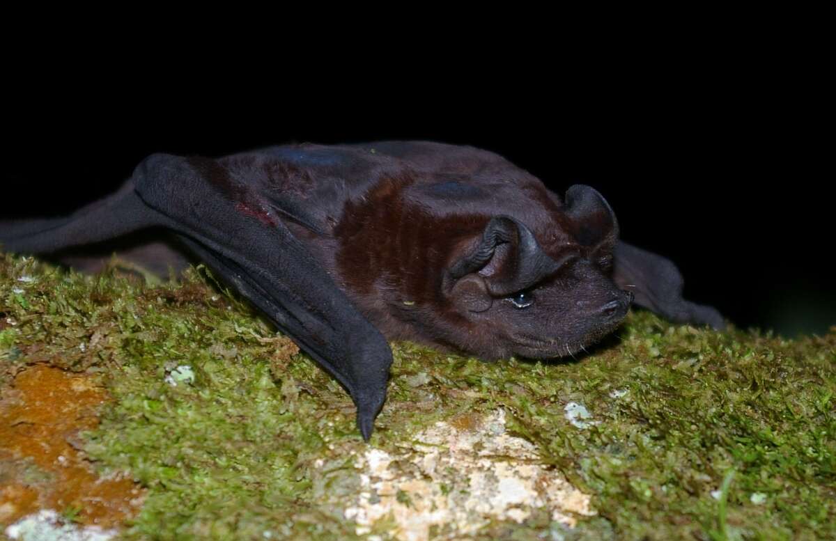 Image of Bonda Mastiff Bat