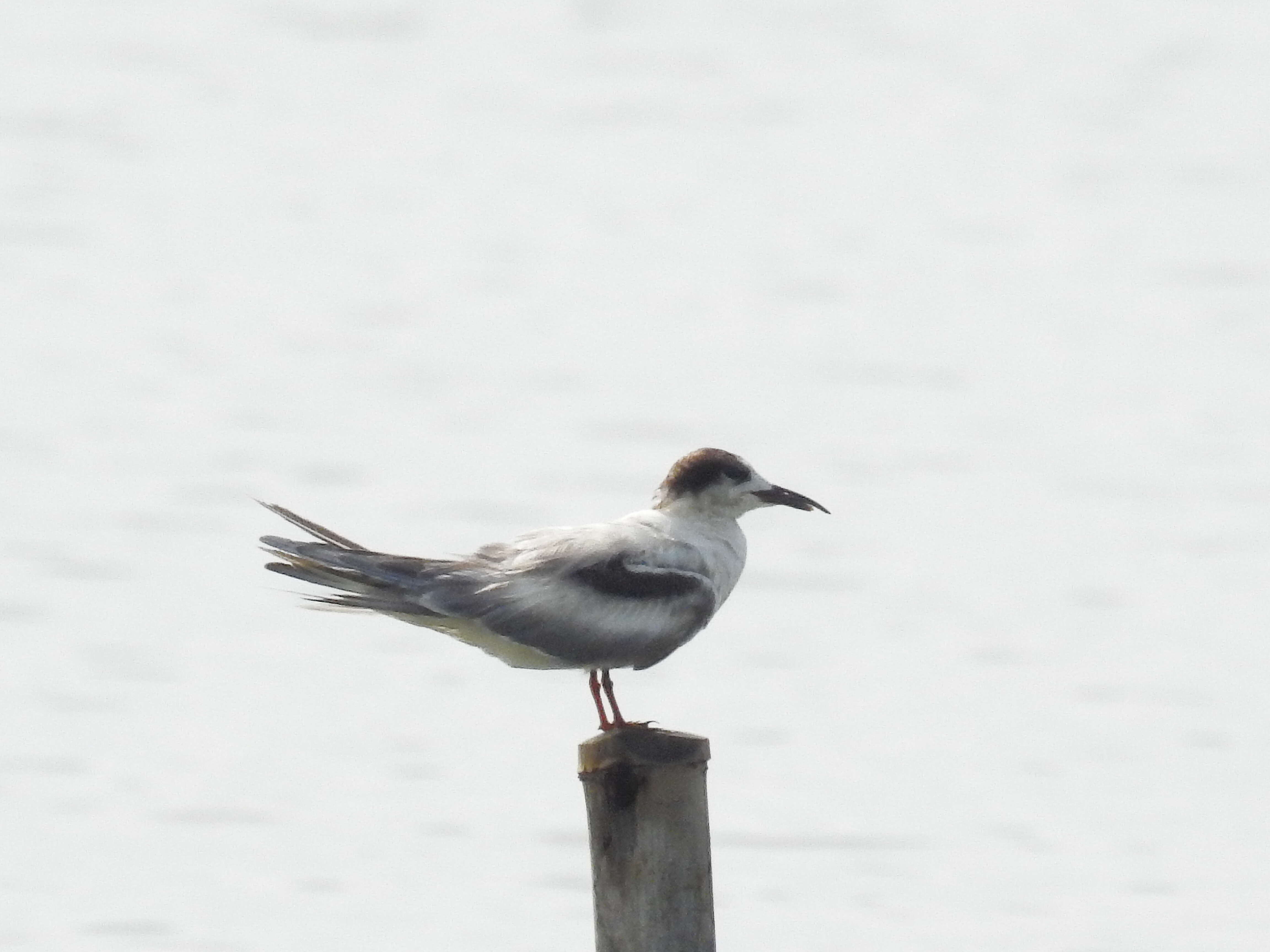 Image of Whiskered Tern