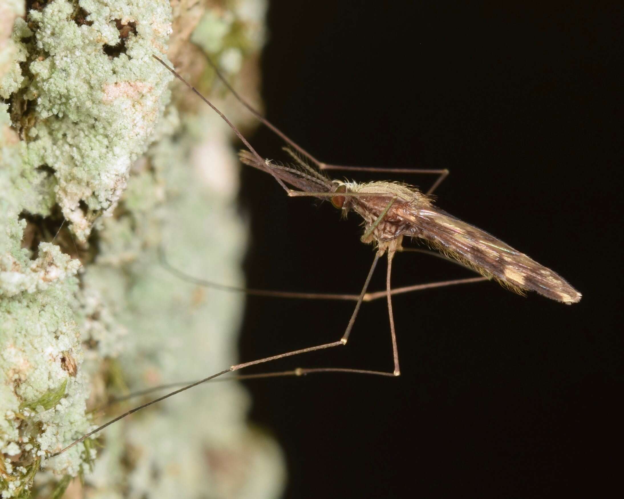 Anopheles punctipennis (Say 1823)的圖片