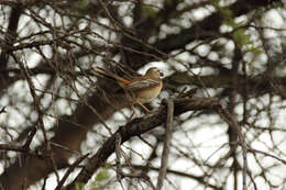 Image of White-browed Scrub Robin