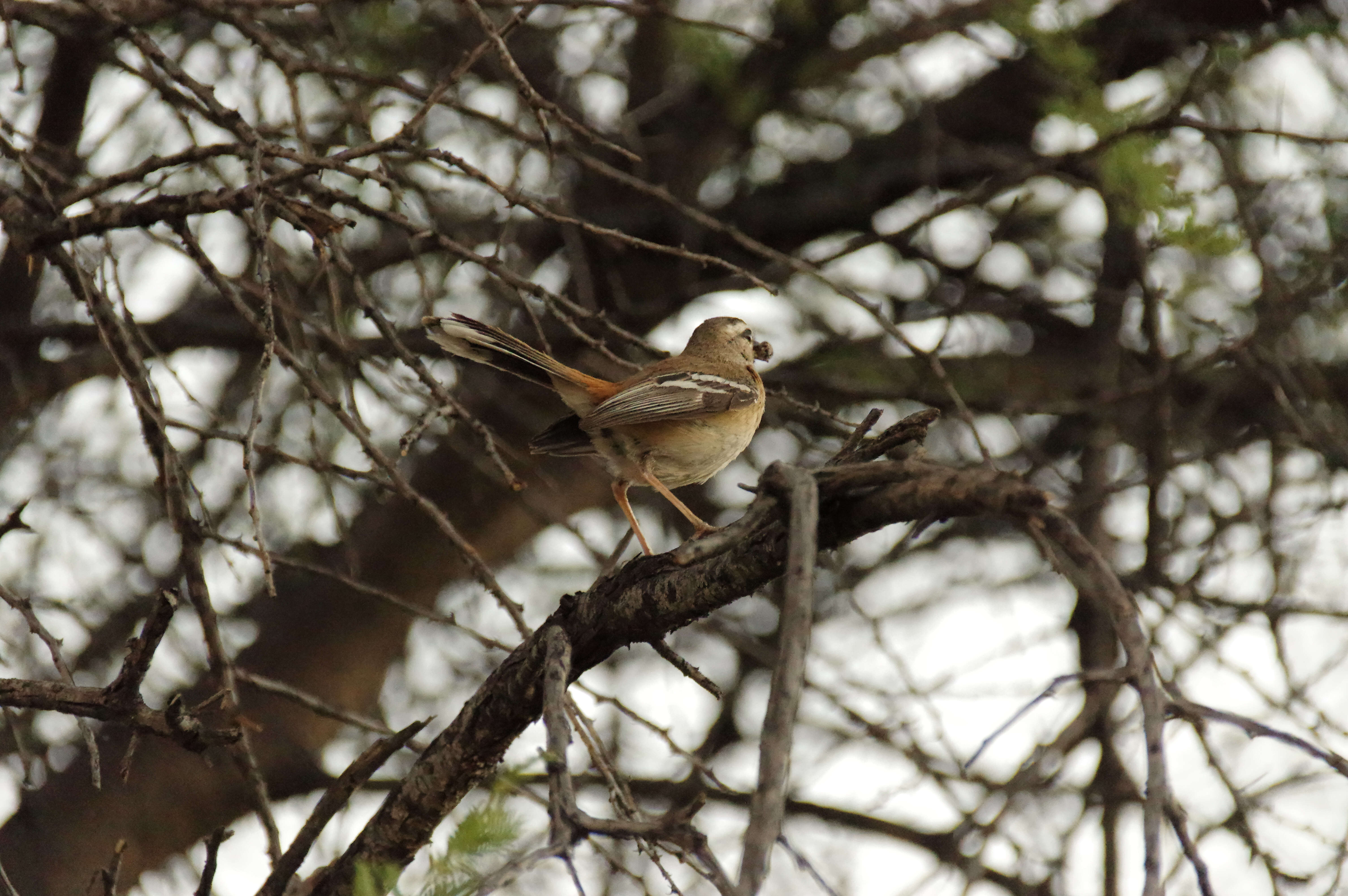 Cercotrichas leucophrys (Vieillot 1817)的圖片