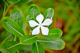 Image of Madagascar periwinkle