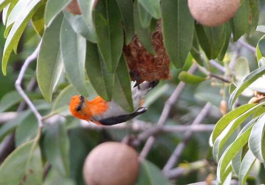 Image of Scarlet-headed Flowerpecker