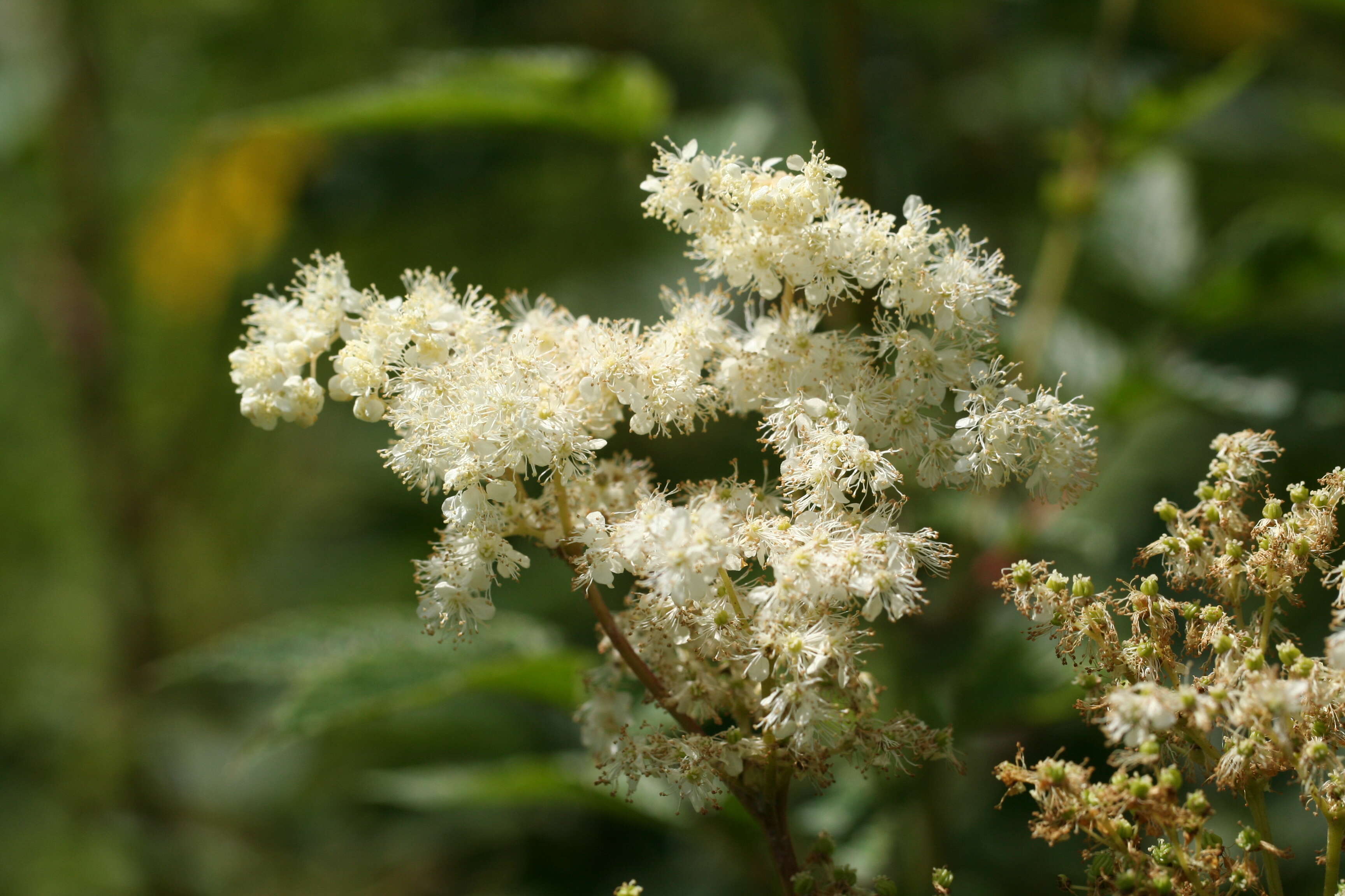 Image of Meadowsweet