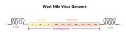 Слика од West Nile virus