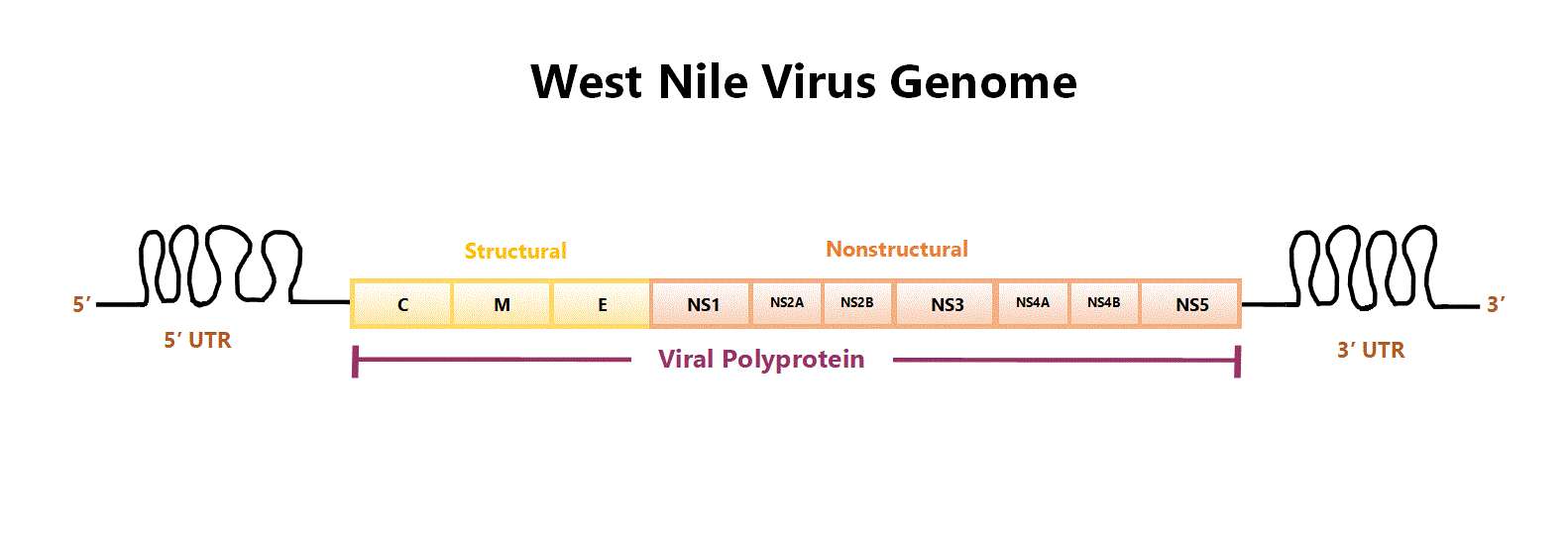 Слика од West Nile virus