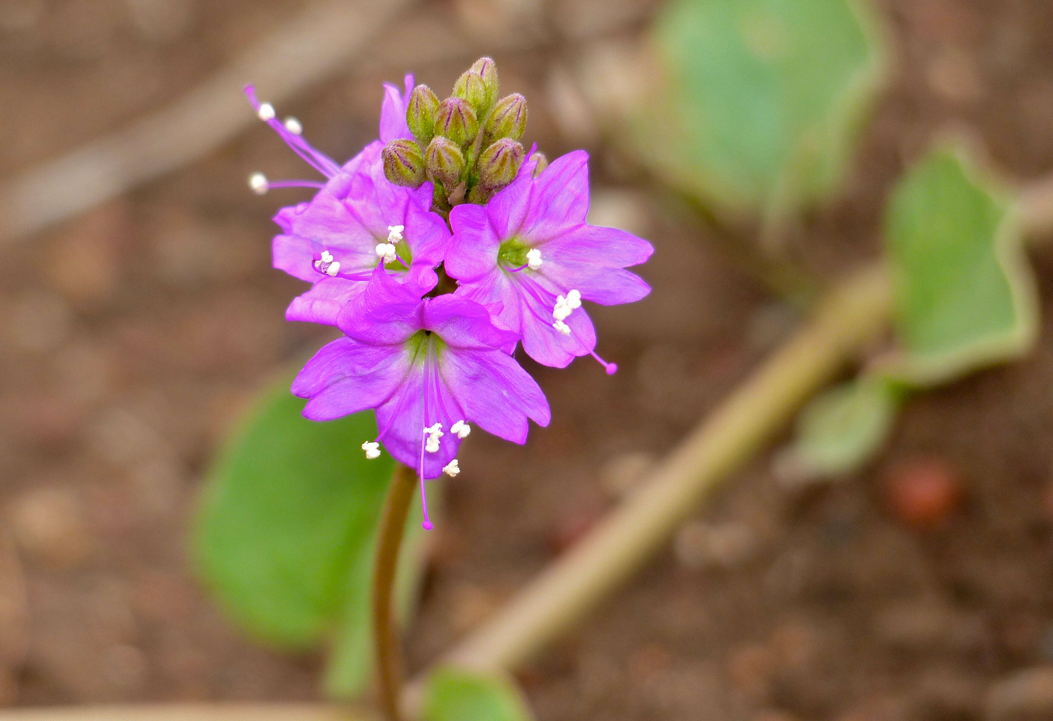 Image of Commicarpus