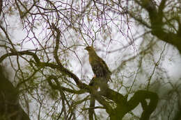 Image of Red-shouldered Hawk