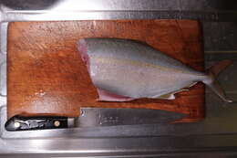 Image of Allied Kingfish