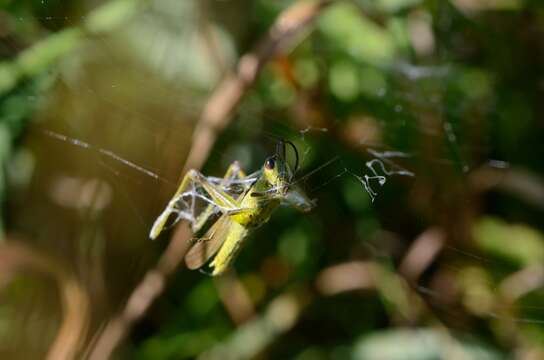 Plancia ëd Mecostethus parapleurus (Hagenbach 1822)