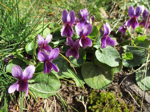 Image of sweet violet