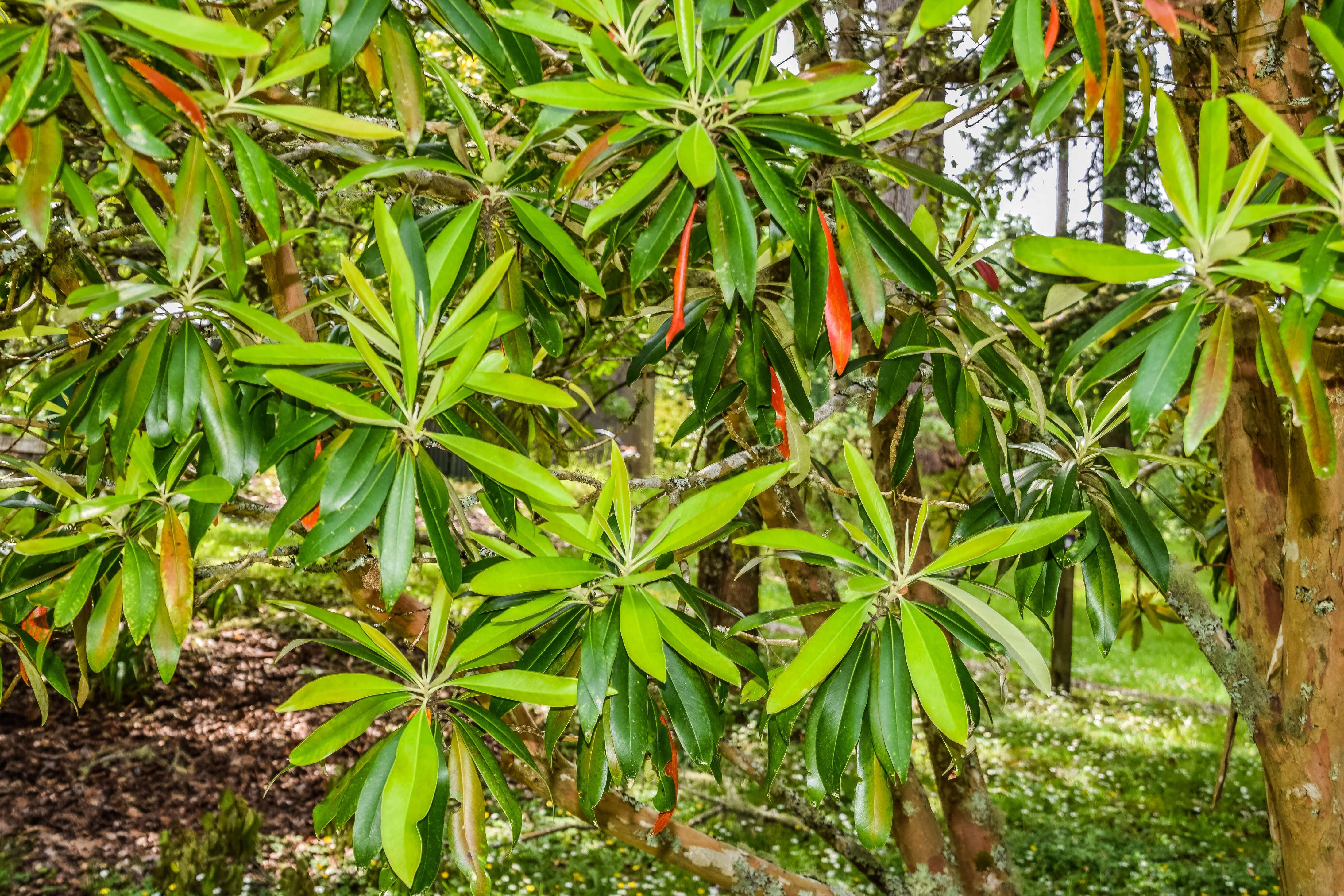 Imagem de Tristaniopsis laurina (Sm.) P. G. Wilson & J. T. Waterhouse