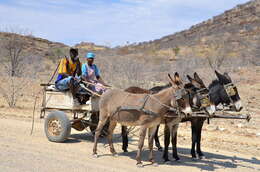 Image of Ass -- Feral donkey