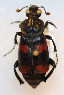 Image of Nicrophorus (Nicrophorus) scrutator (Blanchard & É. 1842)