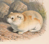 Image of Koslov's Pika