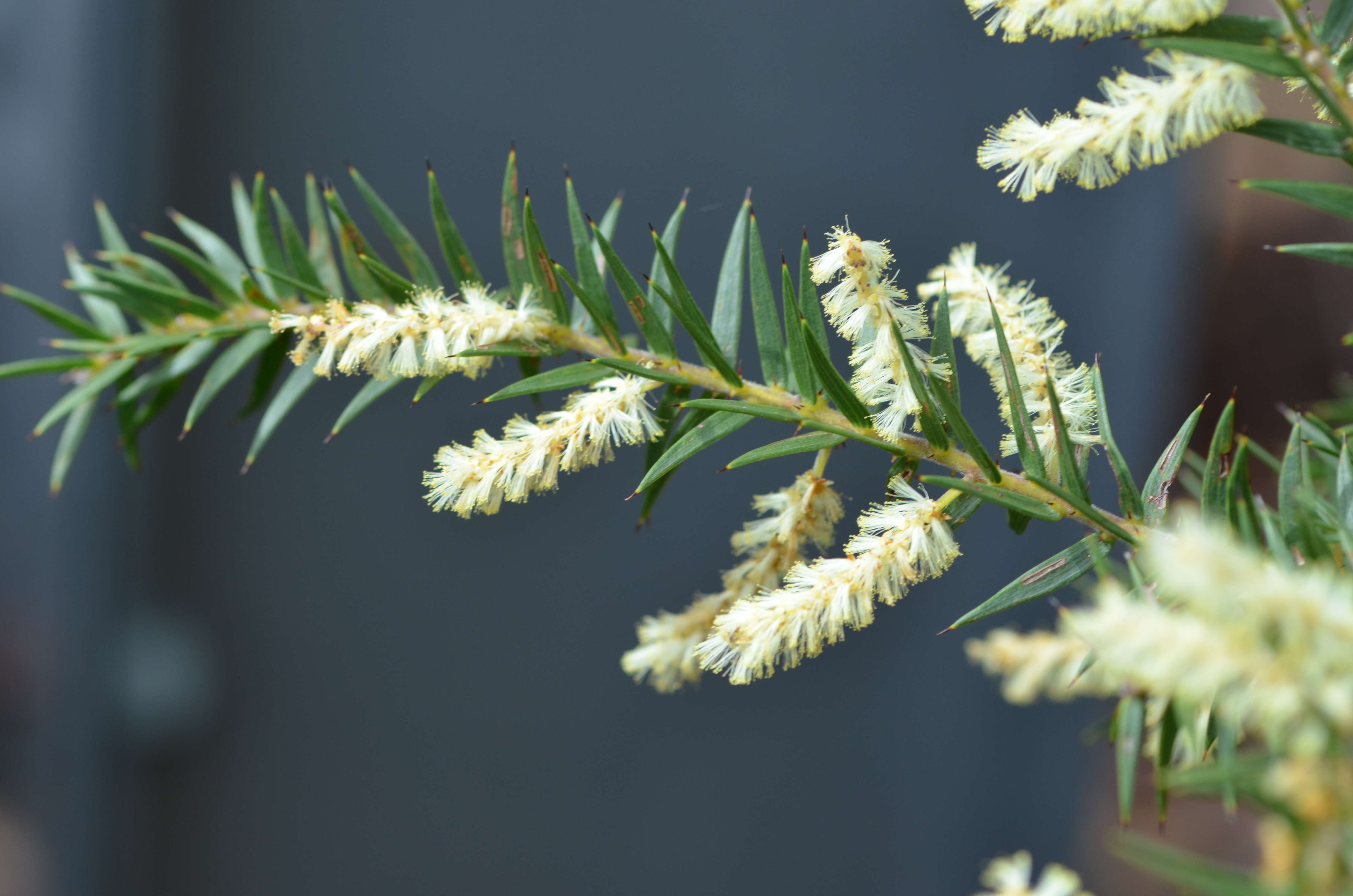 Acacia oxycedrus Sieber ex DC.的圖片