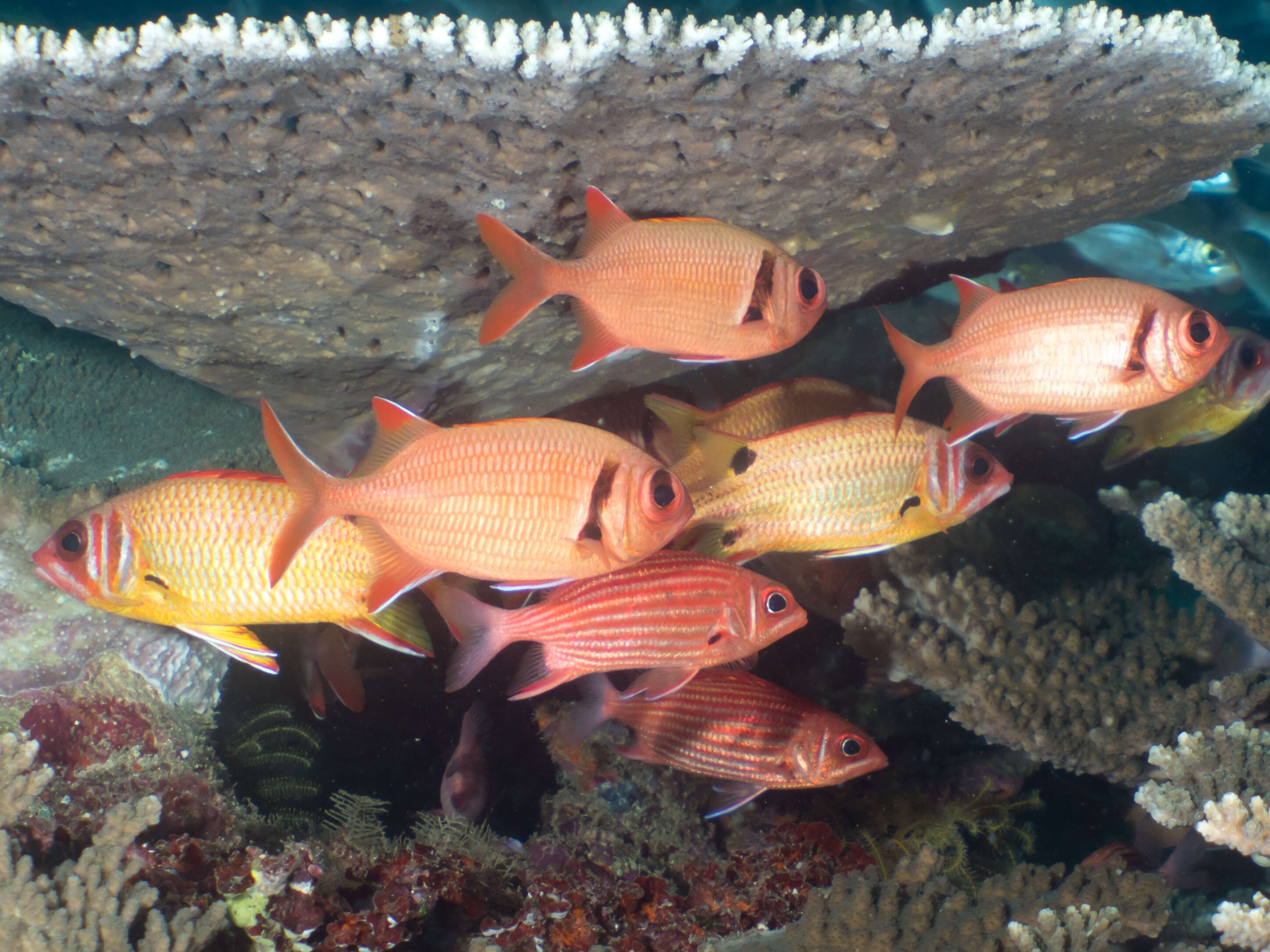 Image of Samurai squirrelfish