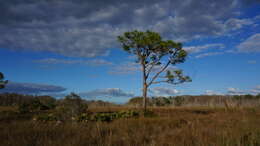 Image of Slash Pine