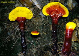 Image of lingzhi mushroom