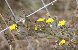 Image of hawkweed oxtongue