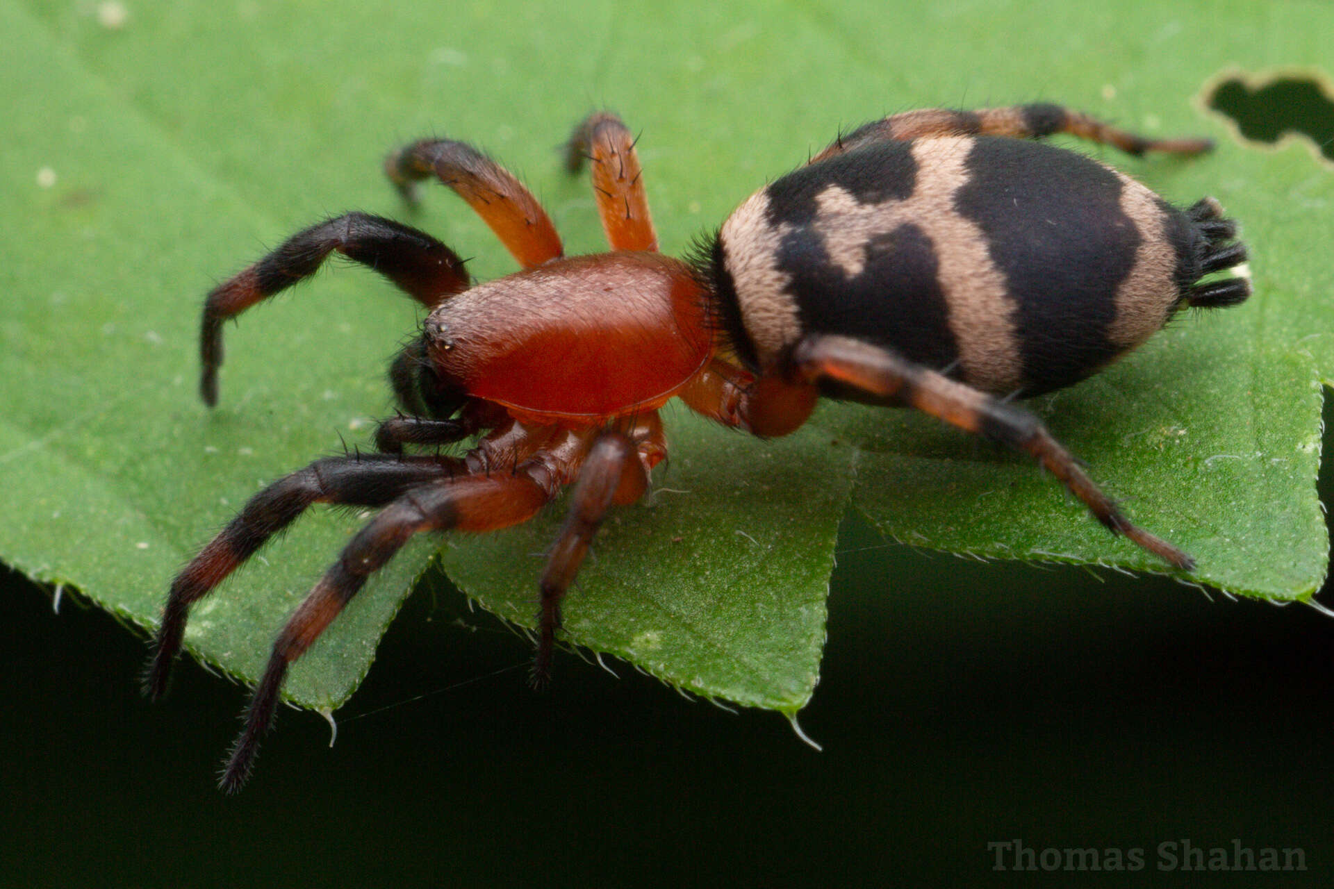 Image of Sergiolus capulatus (Walckenaer 1837)