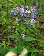 Plancia ëd Symphyotrichum shortii (Lindl.) G. L. Nesom