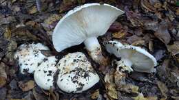 Image of White Matsutake