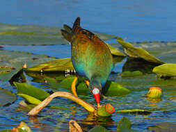 Image of American Purple Gallinule