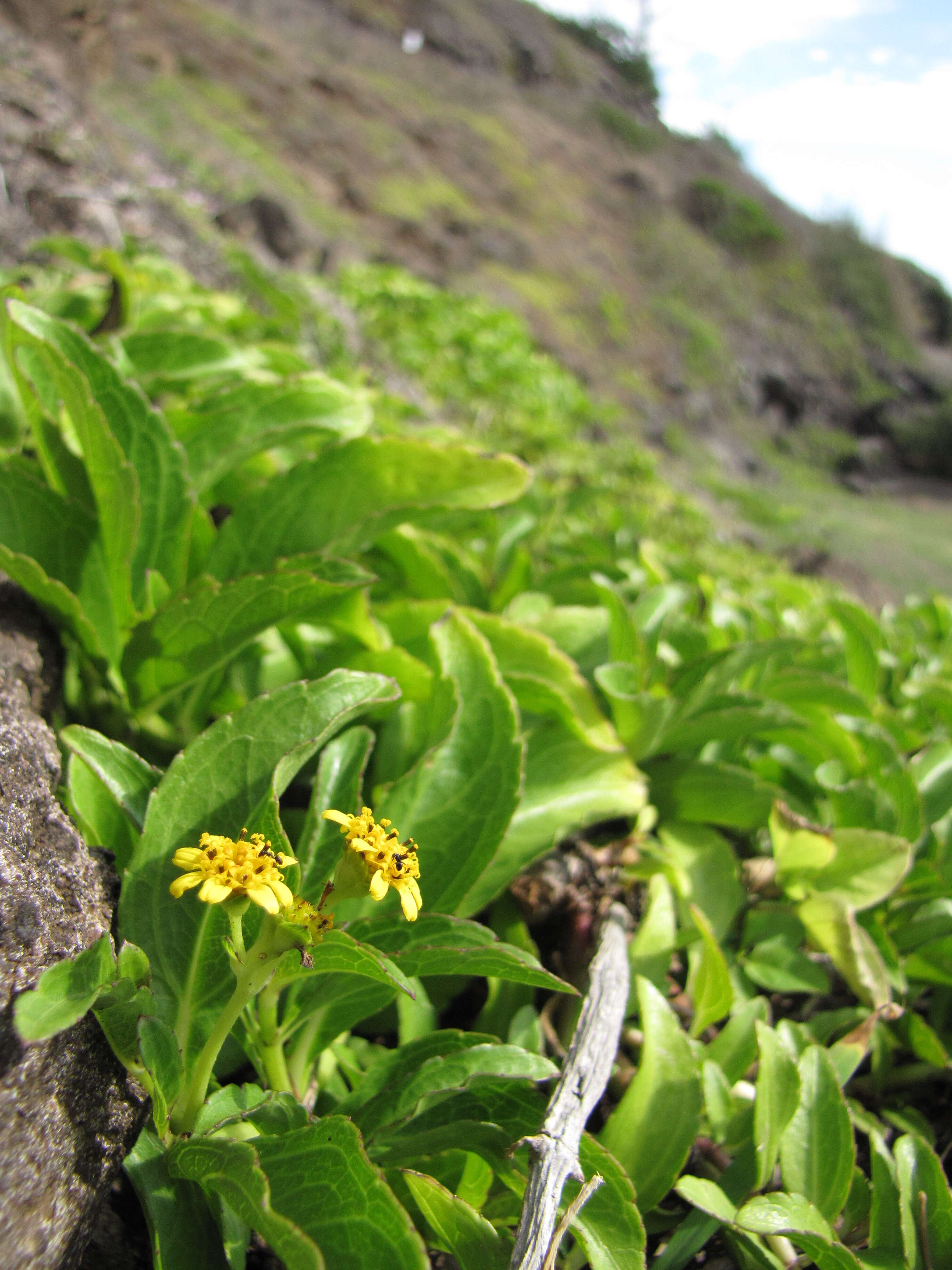 Image of seaside nehe