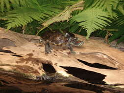 Image of slider turtle, red-eared terrapin, red-eared slider