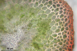 Image of aloe haircap