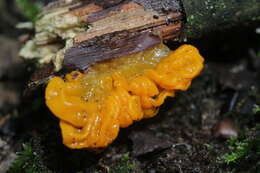 Image of Witches butter