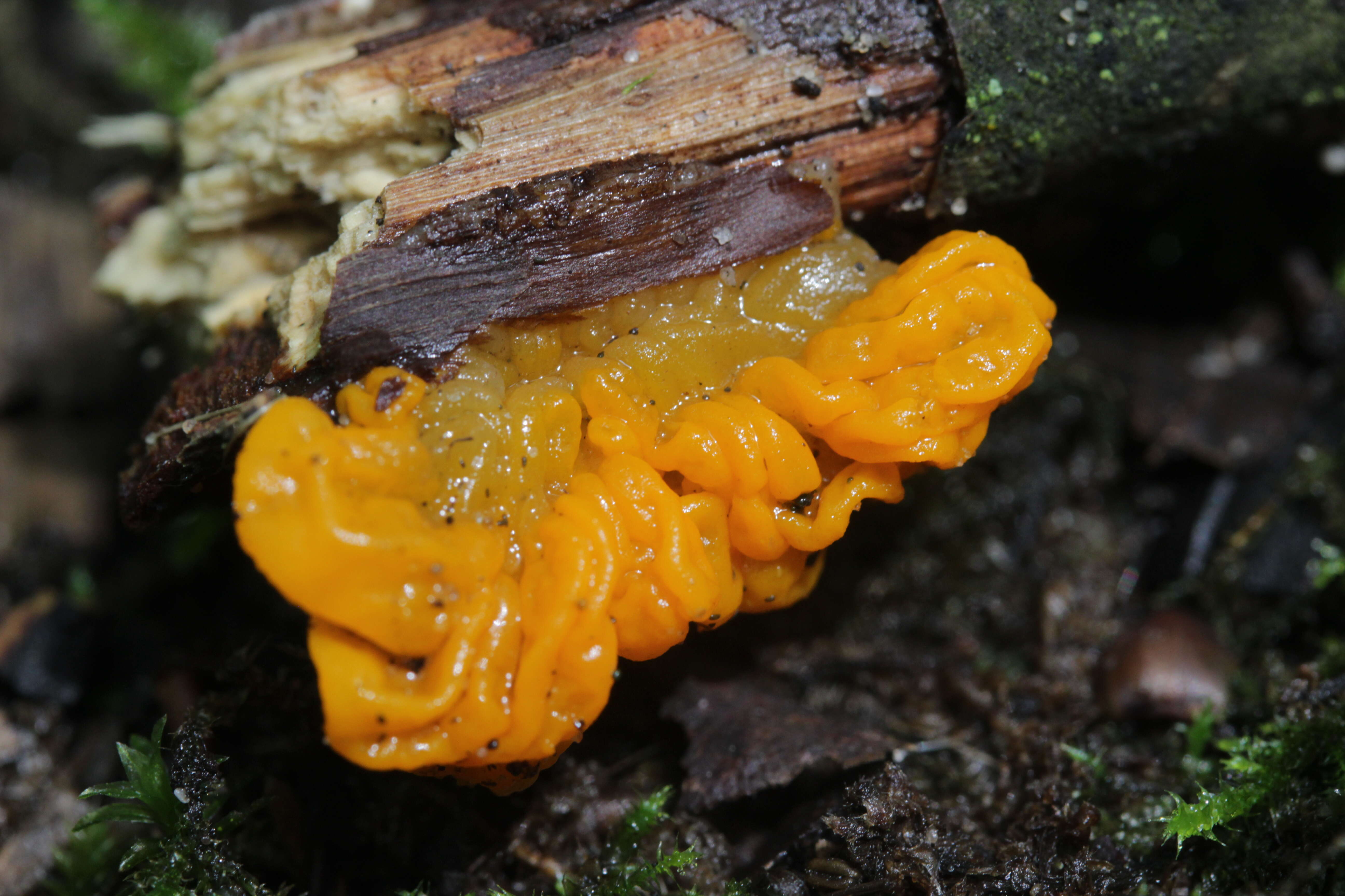 Image of Witches butter