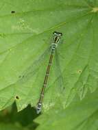 Imagem de Coenagrion puella (Linnaeus 1758)